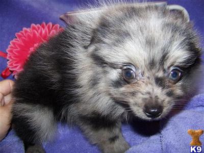 FULL - AKC Blue Merle with green eyes - Female